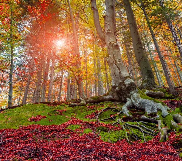Arbres d'automne colorés dans la forêt — Photo