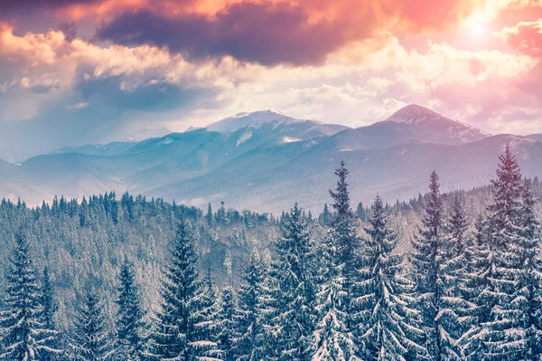 Alba invernale sulle montagne dei Carpazi . Immagini Stock Royalty Free