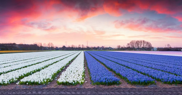 Fält av blommande hyacint blommor — Stockfoto