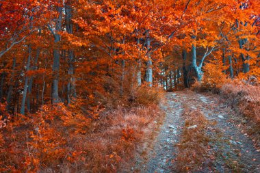 karanlık dağ orman sabah.