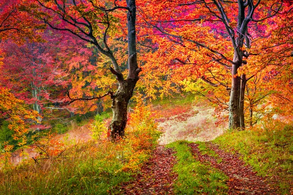 Ormanda renkli sonbahar ağaçları.