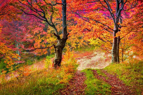 Colorful autumn trees in forest. — Stock Photo, Image