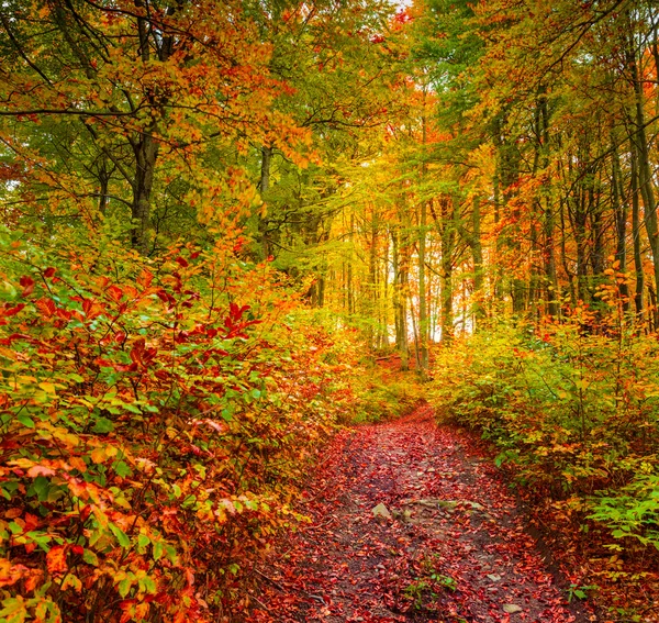 Morning in the dark mountain forest. — Stock Photo, Image