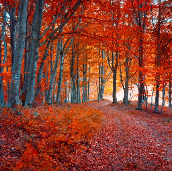 Morning in the dark mountain forest. — Stock Photo, Image