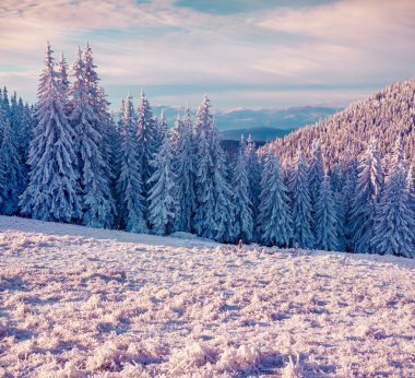 Karpat Dağları'nda güneşli kış