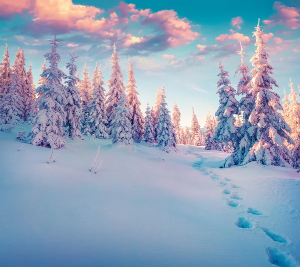 Inverno nas montanhas dos Cárpatos. — Fotografia de Stock