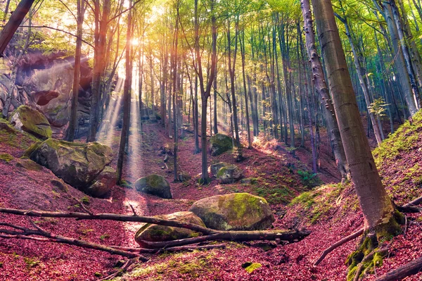 Autumn morning in mystical woods. — Stock Photo, Image