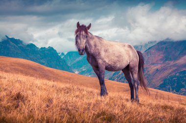 horse on theCaucasus Mountains
