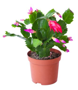 Schlumbergera çiçek açması bitki