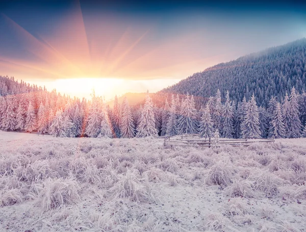 winter sunrise in the mountain forest.