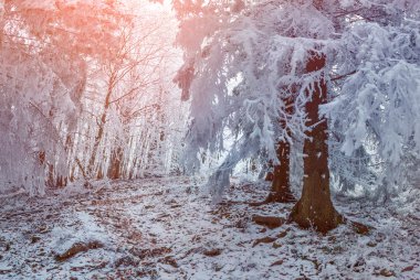 Renkli Kış gündoğumu