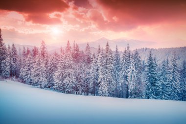 Karpatya dağlarında kış.