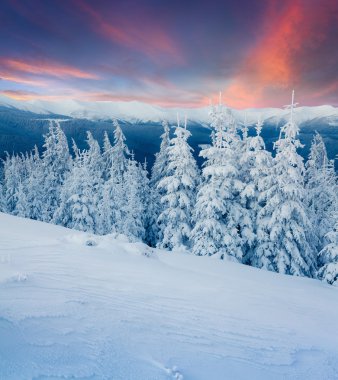Karpat Dağları kış sahne.