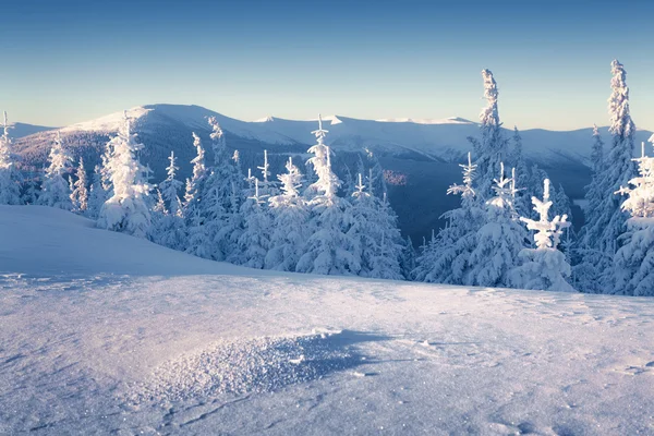 Mattina di inverno pieno di sole nelle montagne carpatiche. — Foto Stock