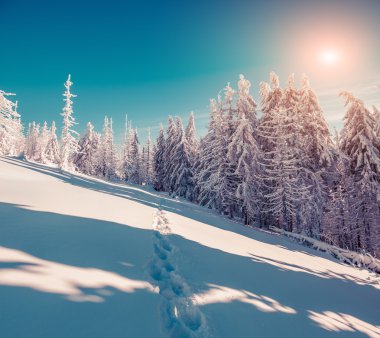 dağ orman kış sahne