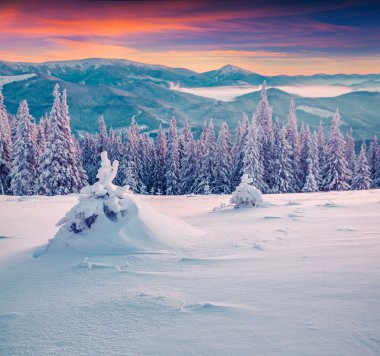köknar ağaçları kış dağlar, gündoğumu