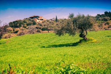 Mandalina Bahçe güneşli bir günde