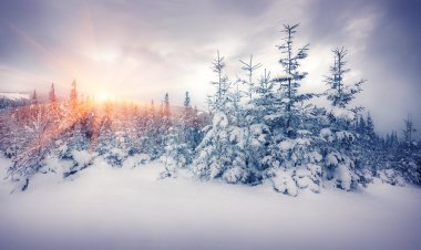 gündoğumu sisli dağ orman.