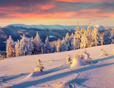 Karpat Dağları kış sahne.