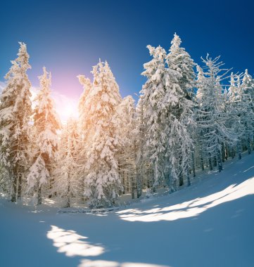 Kış fairytale sahne dağ orman.