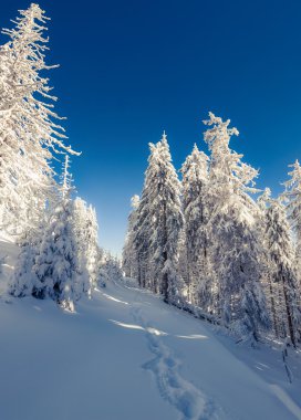 Kış fairytale sahne dağ orman.