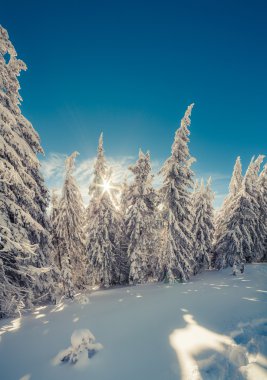 Kış fairytale sahne dağ orman.