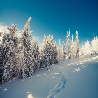 Kış fairytale sahne dağ orman.