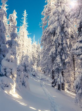 Kış fairytale sahne dağ orman.