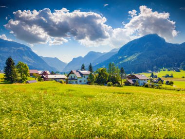 Flowering meadows around Gosau village