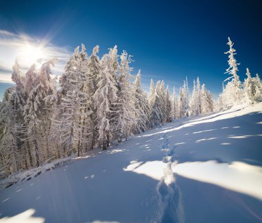 Kış fairytale sahne dağ orman.