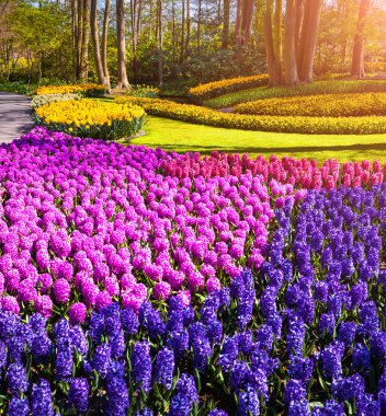 hyacinth flowers in the Keukenhof Gardens