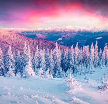 Renkli Kış gündoğumu Karpat Dağları. 