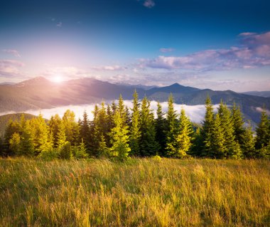 summer scene in the Carpathian mountains