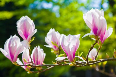 Manolya şube Keukenhof parkta