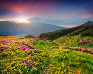 summer scene in Carpathian mountains