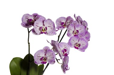 Beyaz arkaplanda orkide çiçekleri