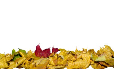 bir sürü renkli kuru akçaağaç yaprağı