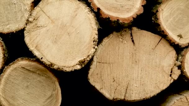 Hromada Dřevěných Klád Zpracování Třídění Kulatiny Pilárně Vyřezávané Stromy Připravené — Stock video