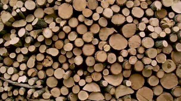 Stos Drewnianych Kłód Przygotowanie Sortowania Drewna Okrągłego Tartaku Drzewa Cięte — Wideo stockowe