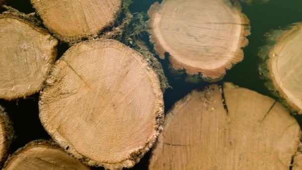 Hromada Dřevěných Klád Zpracování Třídění Kulatiny Pilárně Vyřezávané Stromy Připravené — Stock video