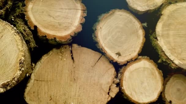 Högen Med Trästockar Sortering Rundvirke Vid Sågverk Klippta Träd Förberedda — Stockvideo