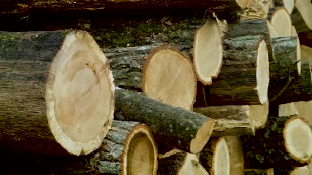 Haufen Von Holzstämmen Aufbereitung Von Rundholz Zur Sortierung Sägewerk Gefällte — Stockvideo