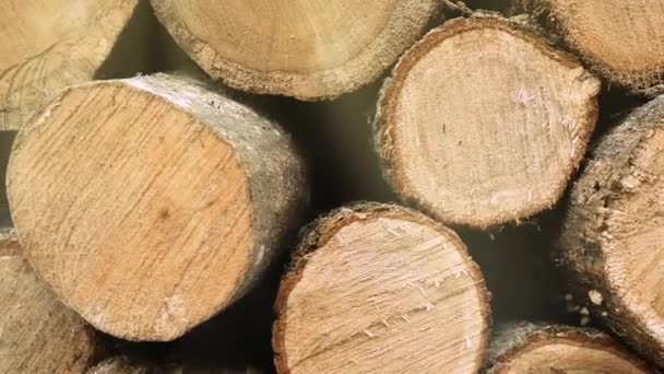 Montón Troncos Madera Preparación Troncos Redondos Madera Proceso Clasificación Aserradero — Vídeo de stock