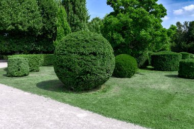 Parkta küresel çalılar var. Küre şeklinde boxwood çalı topları yeşil bir parkta duruyor..