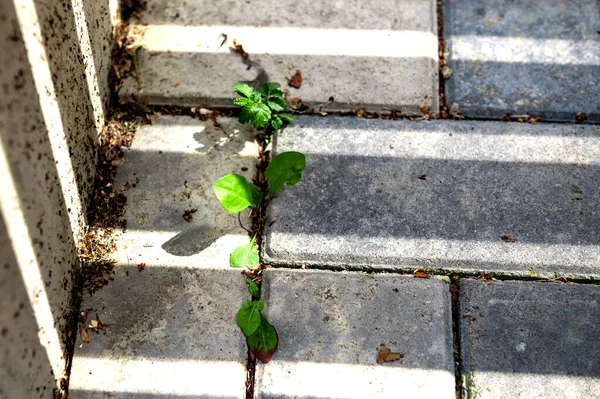 Planta Crece Través Las Losas Pavimentación Plantas Entorno Urbano Fuerza — Foto de Stock
