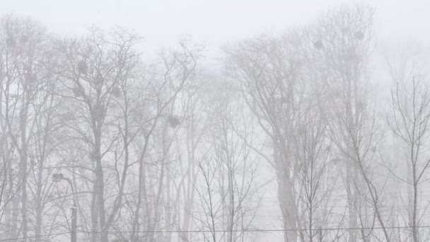 Miasto Ciężkim Śniegu Zimą Śnieżna Droga Śniegu Mieście Ciągu Dnia — Wideo stockowe