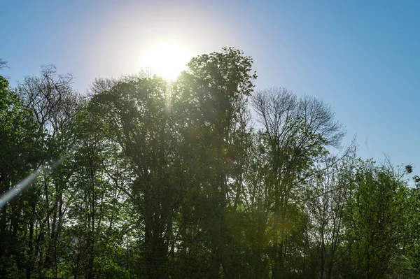 Surpreendente Nascer Sol Através Das Árvores Manhã Raios Luz Sol — Fotografia de Stock