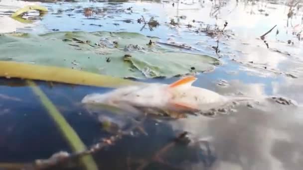 Agua Contaminada Peces Muertos Orilla Estanque Los Peces Murieron Agua — Vídeo de stock