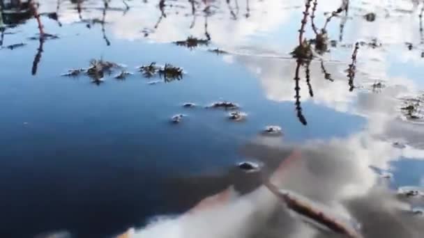 Air Yang Tercemar Ikan Mati Tepi Sebuah Kolam Ikan Mati — Stok Video