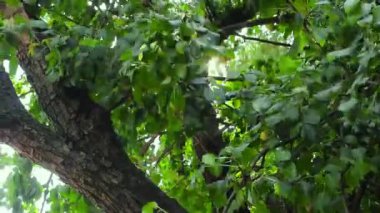 Ağaç dalları arasından güneş ışınları çıkıyor. Ormanda güzel bir yaz günü